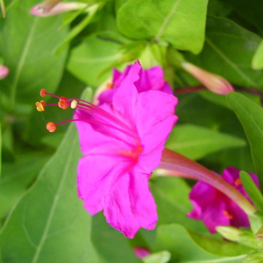 Four O Clock Seeds - Flower Plant
