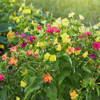Four O Clock Seeds 
