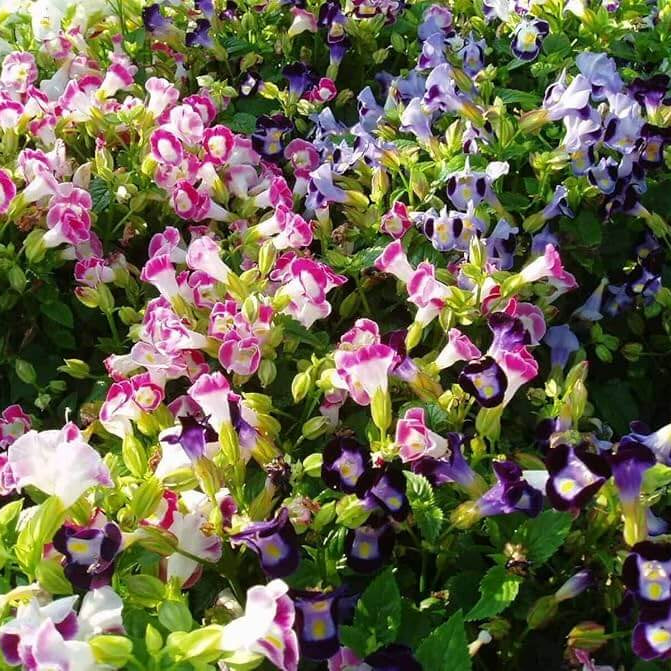 Fournieri Torenia Seeds