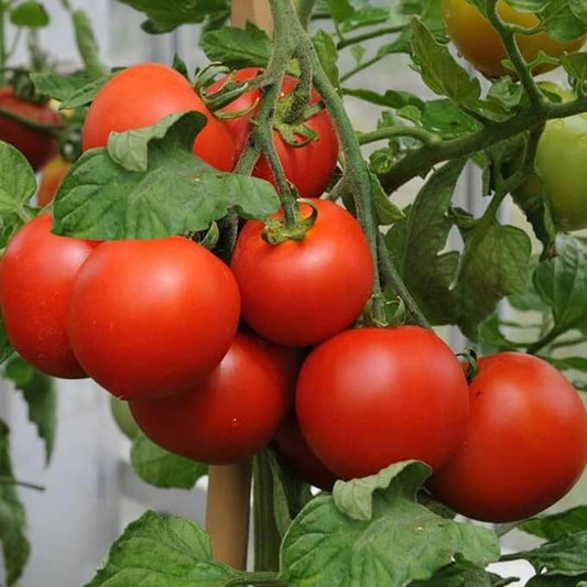 Fourth Of July Tomato Seeds - Vegetable Plant