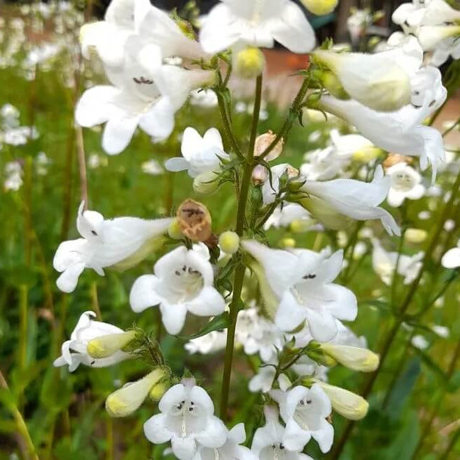 Foxglove Beardtongue Seeds - Flower Plant