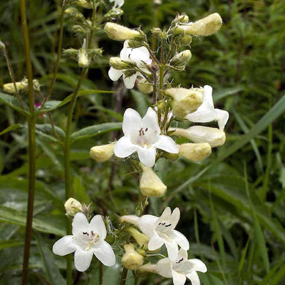 Foxglove Beardtongue Seeds - Flower Plant