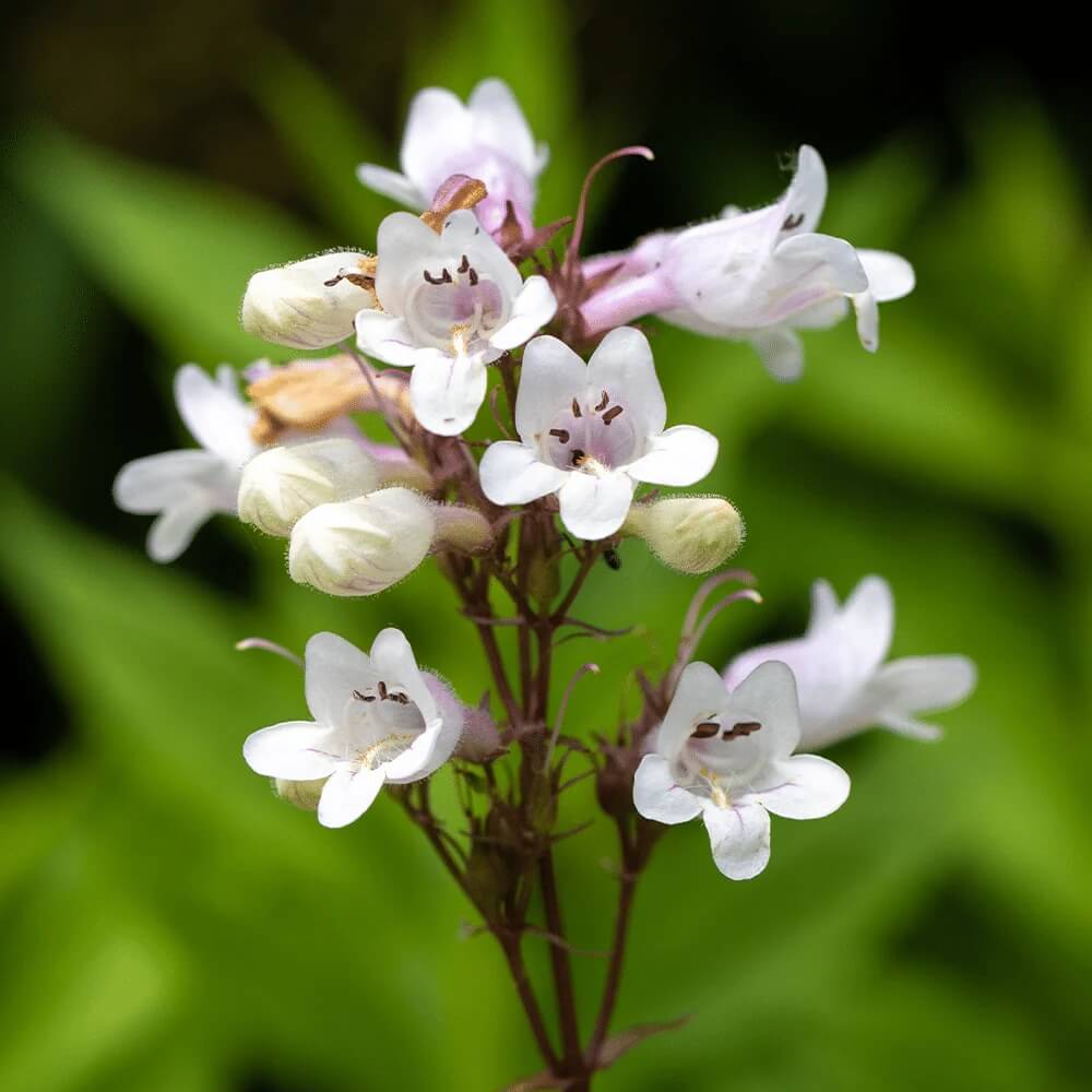 Foxglove Beardtongue Seeds - Flower Plant
