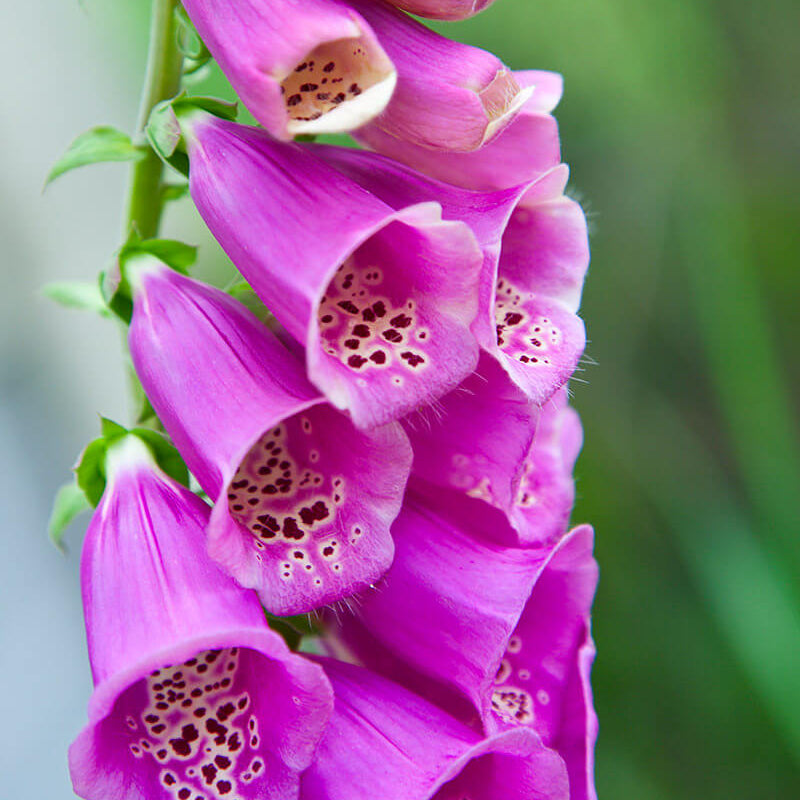 Foxglove Seeds