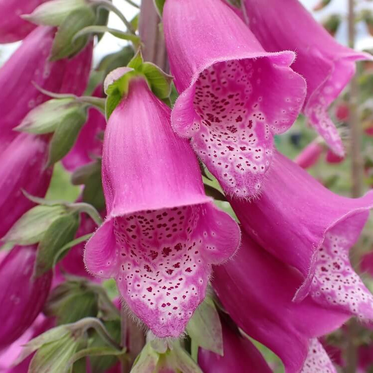 Foxglove Seeds