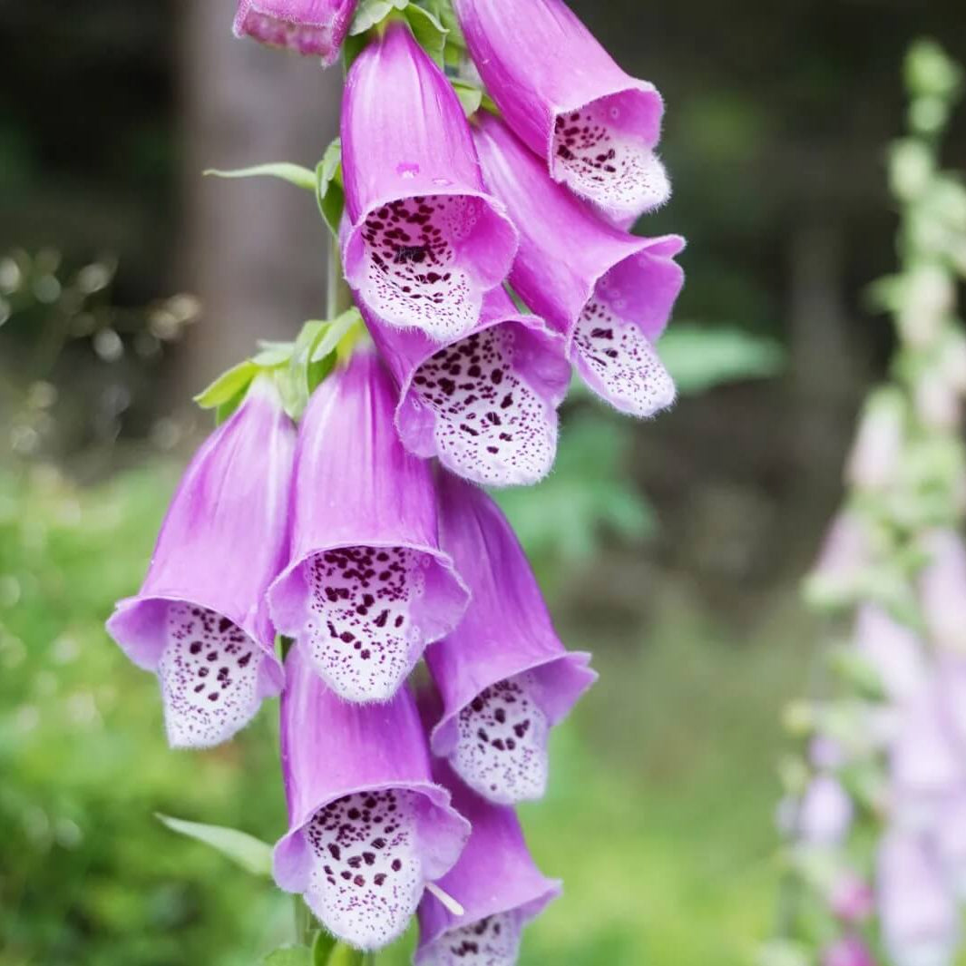 Foxglove Seeds