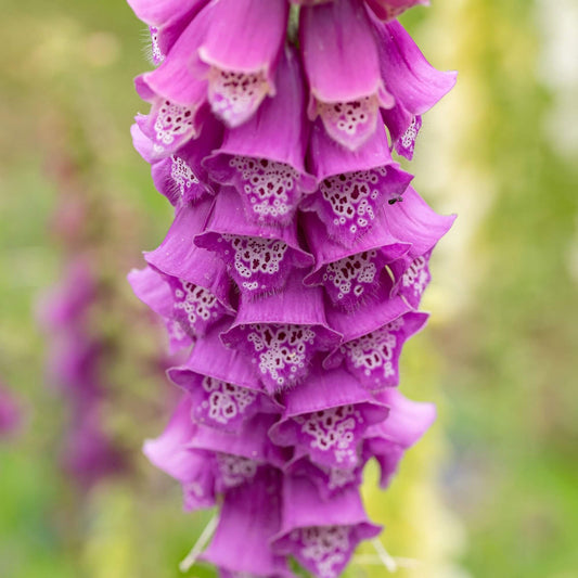 Foxglove Seeds