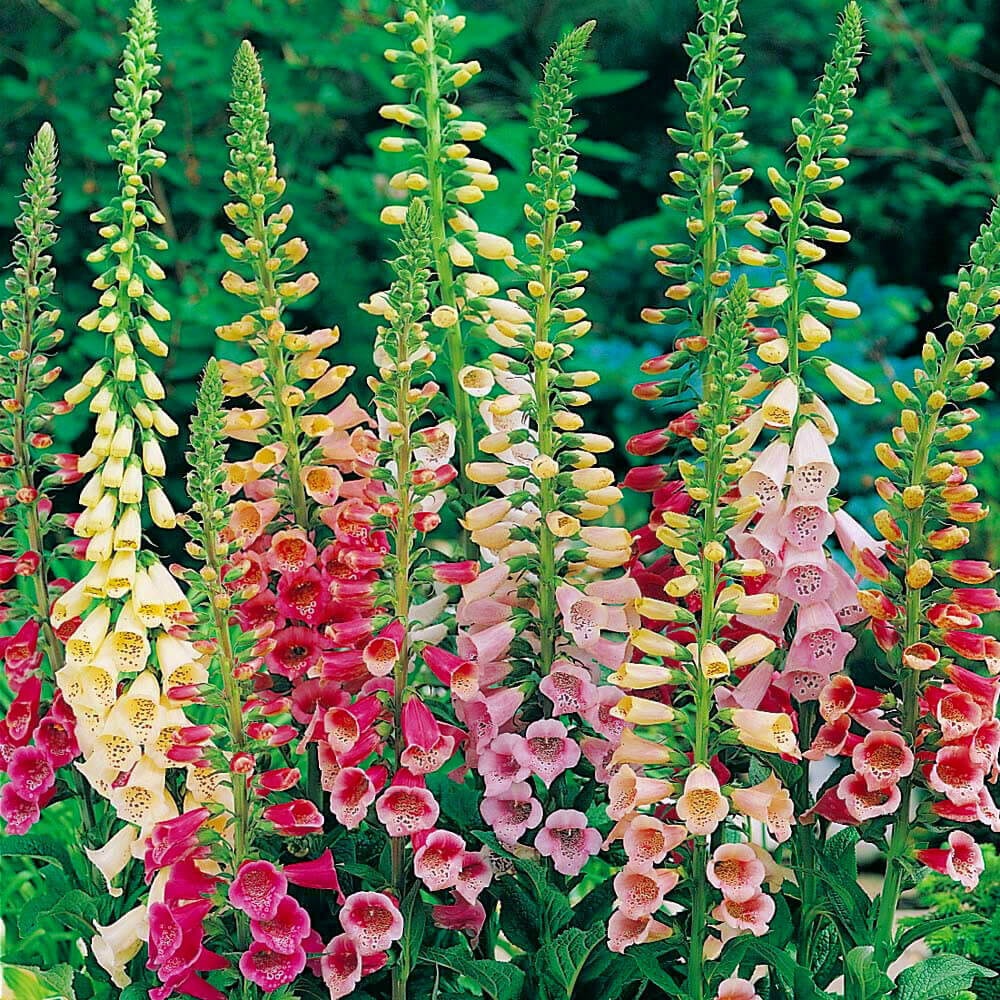 Foxglove Seeds - Flower Plant