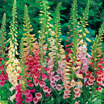 Foxglove Seeds - Flower Plant