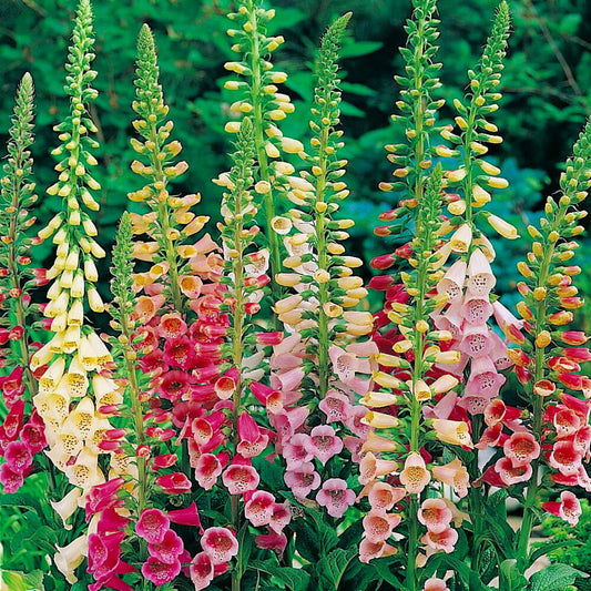 Foxglove Seeds - Flower Plant