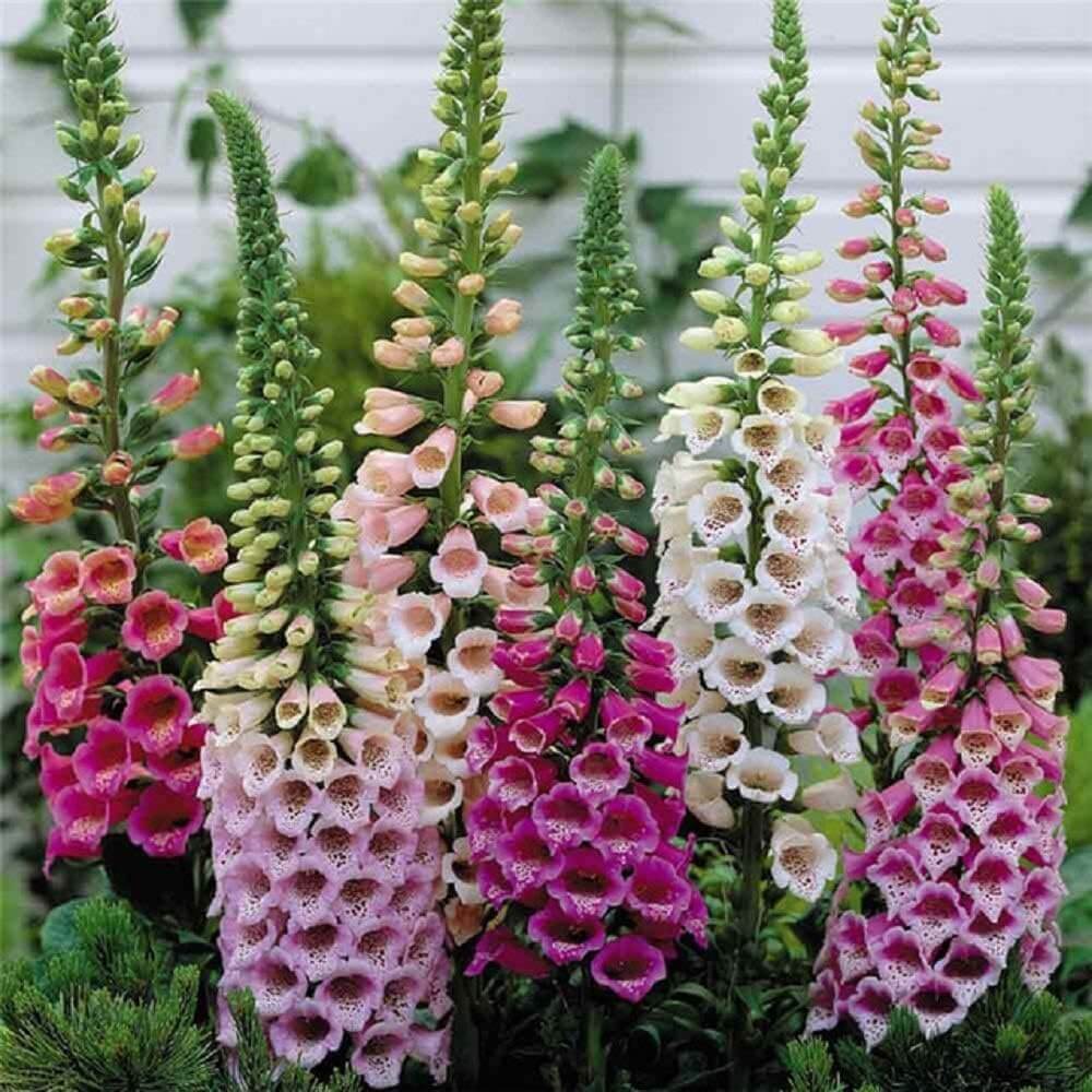 Foxglove Seeds - Flower Plant