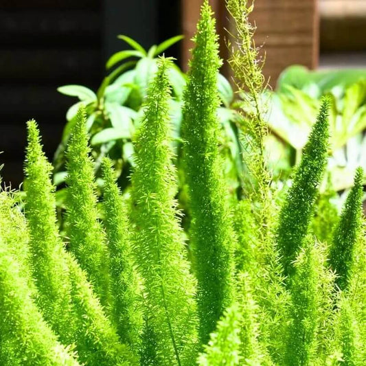 Foxtail Fern Seeds