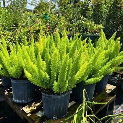 Foxtail Fern Seeds