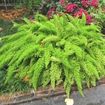Foxtail Fern Seeds