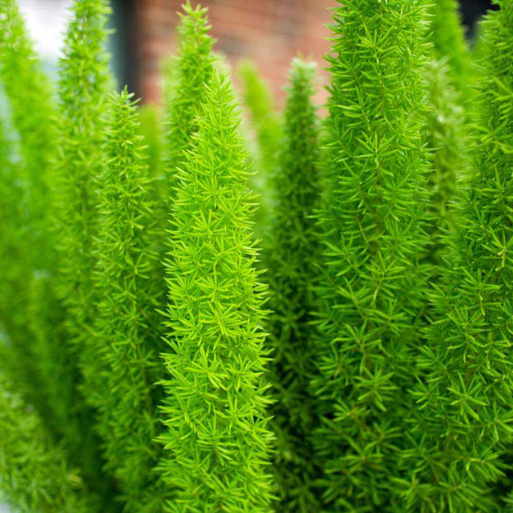 Foxtail Fern Seeds