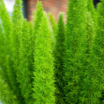 Foxtail Fern Seeds