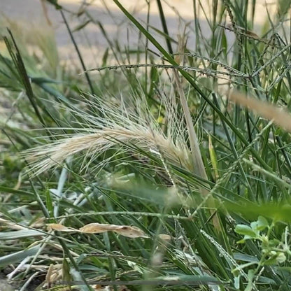 Foxtail Grass Seeds - Ornamental Grass Seeds for Home Gardens
