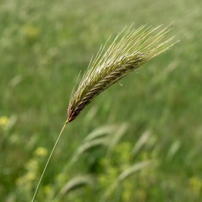 Foxtail Grass Seeds - Ornamental Grass Seeds for Home Gardens