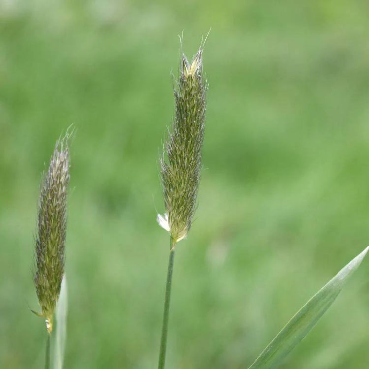 Foxtail Grass Seeds - Ornamental Grass Seeds for Home Gardens