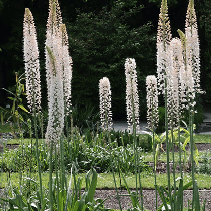 Foxtail Lily Seeds - Heirloom Flower Plant for Home Gardens