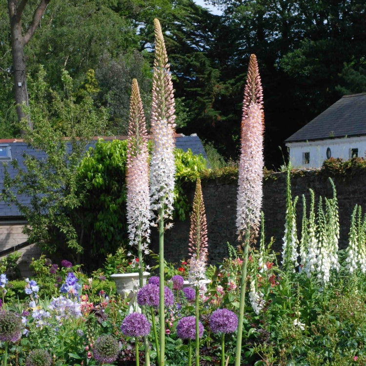 Foxtail Lily Seeds - Heirloom Flower Plant for Home Gardens