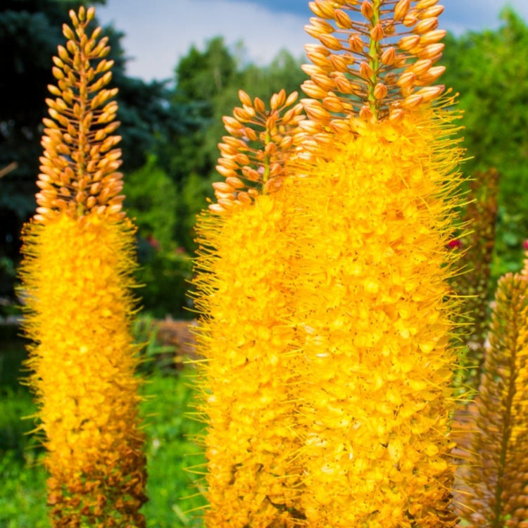 Foxtail Lily Seeds - Heirloom Flower Plant for Home Gardens