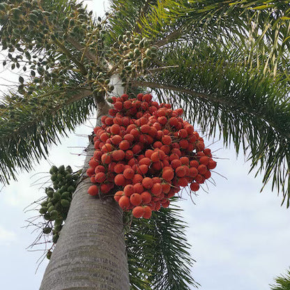 Foxtail Palm Seeds