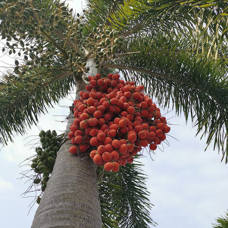 Foxtail Palm Seeds