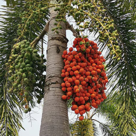 Foxtail Palm Seeds