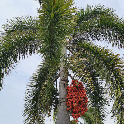 Foxtail Palm Seeds