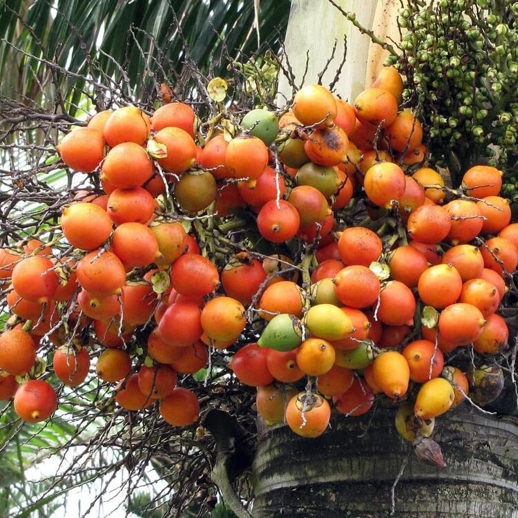 Foxtail Palm Seeds