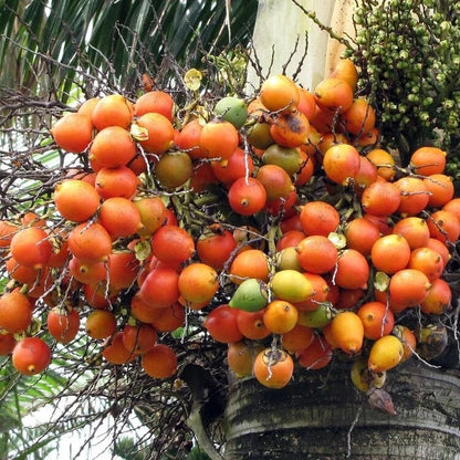Foxtail Palm Seeds