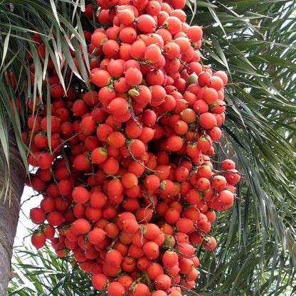 Foxtail Palm Seeds