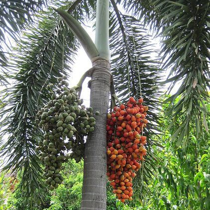 Foxtail Palm Seeds