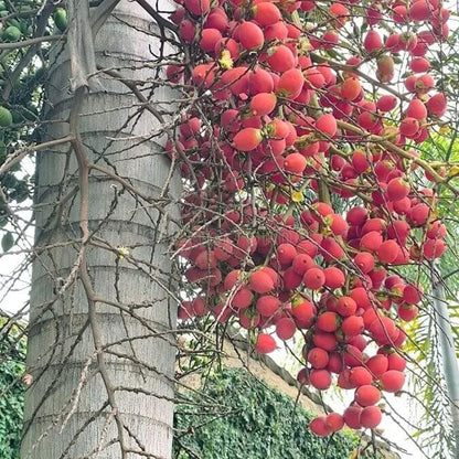 Foxtail Palm Tree Seeds - Heirloom Fruit Plant for Home Gardens