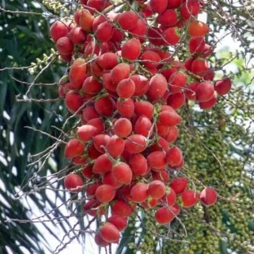 Foxtail Palm Tree Seeds - Heirloom Fruit Plant for Home Gardens