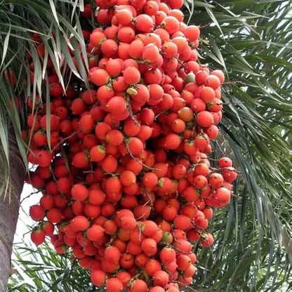 Foxtail Palm Tree Seeds - Heirloom Fruit Plant for Home Gardens