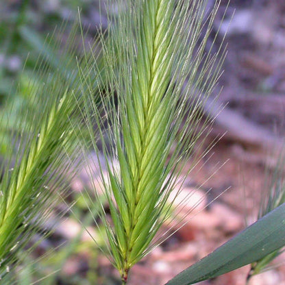 Foxtail Plant Seeds - Ornamental Grass Seeds for Home Gardens