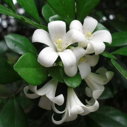 Fragran Orange Jessamine Seeds