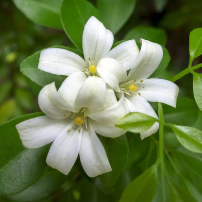 Fragran Orange Jessamine Seeds