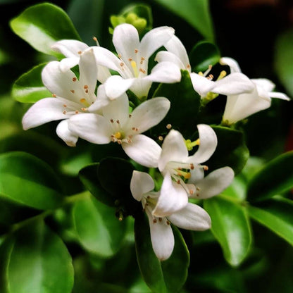 Fragran Orange Jessamine Seeds
