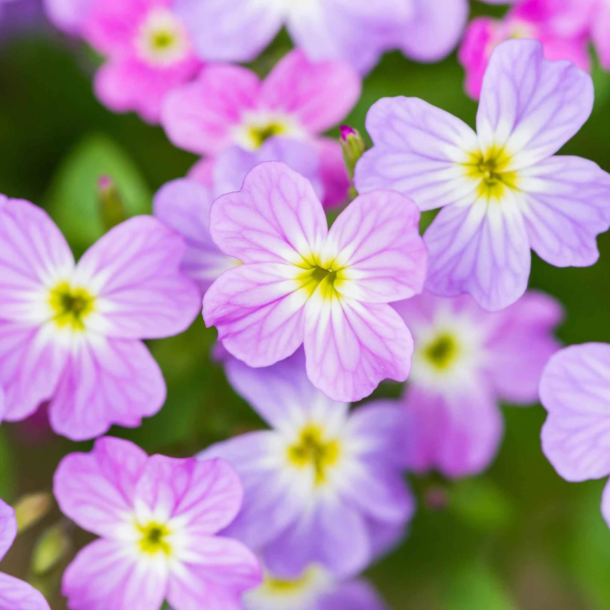 Fragrant Bloom Virginia Stock Seeds