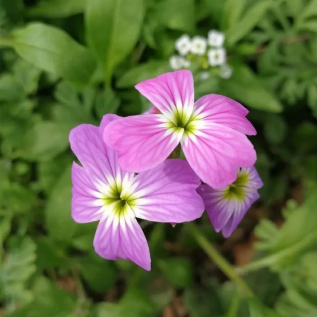 Fragrant Bloom Virginia Stock Seeds