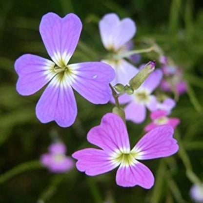 Fragrant Bloom Virginia Stock Seeds