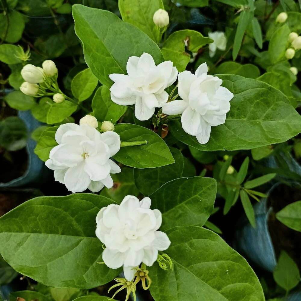 Fragrant Blooming Arabian Jasmine Seeds