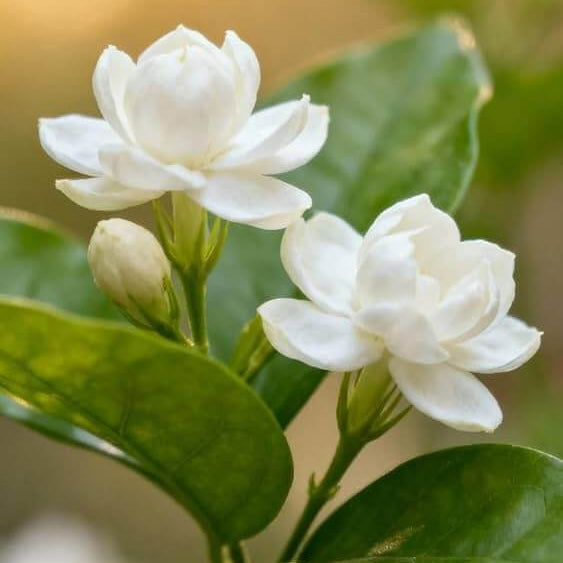 Fragrant Blooming Arabian Jasmine Seeds