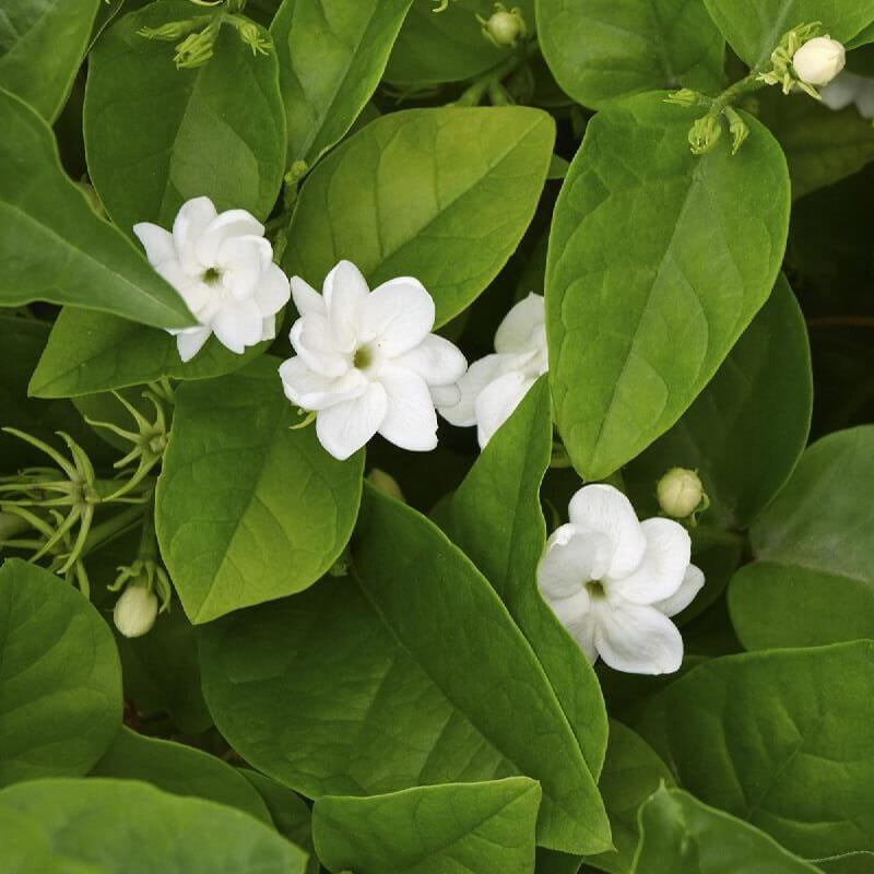 Fragrant Blooming Arabian Jasmine Seeds