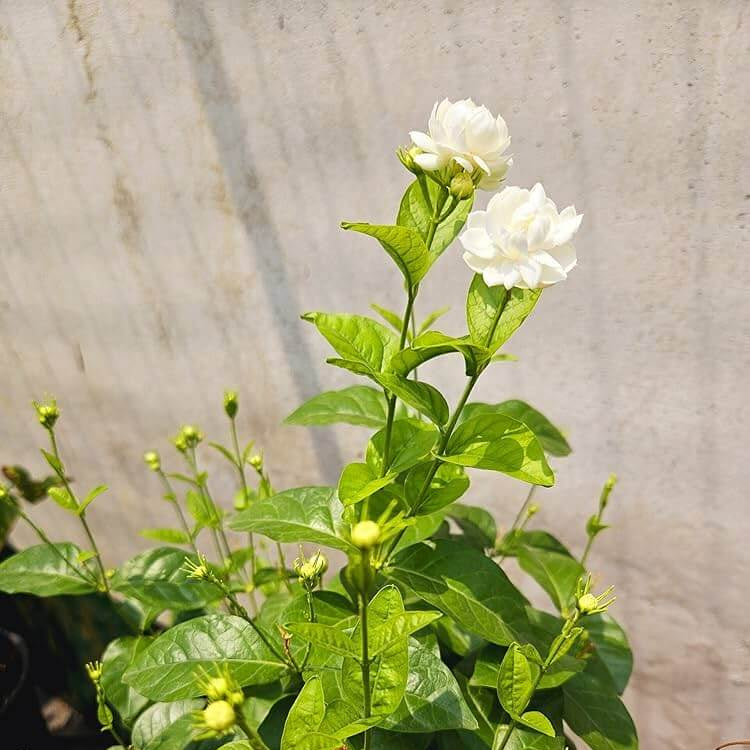 Fragrant Blooming Arabian Jasmine Seeds