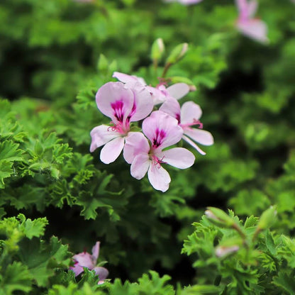 Fragrant Citronella Seeds 