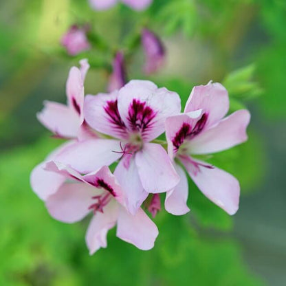 Fragrant Citronella Seeds 